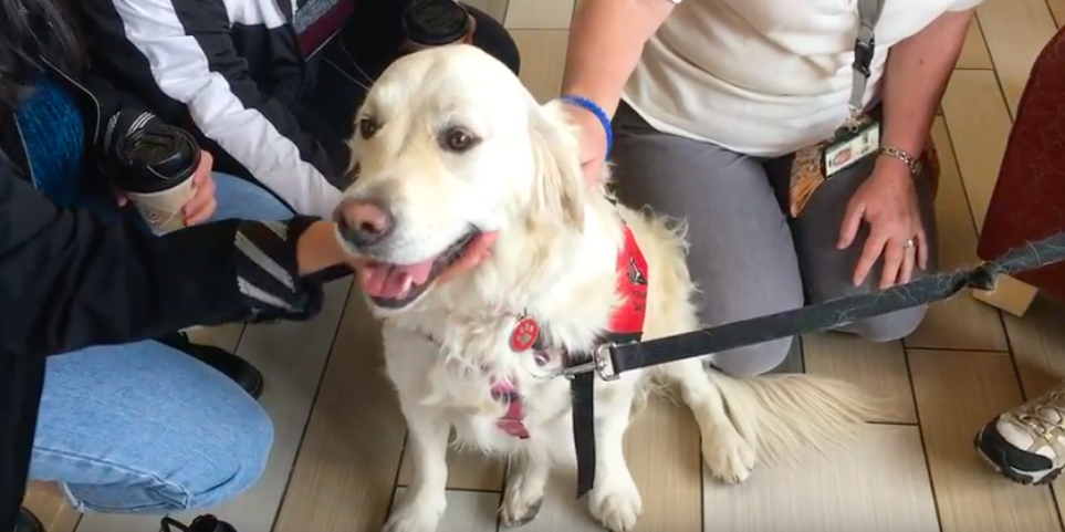 Therapy dogs invade DSU library to help students prepare for finals