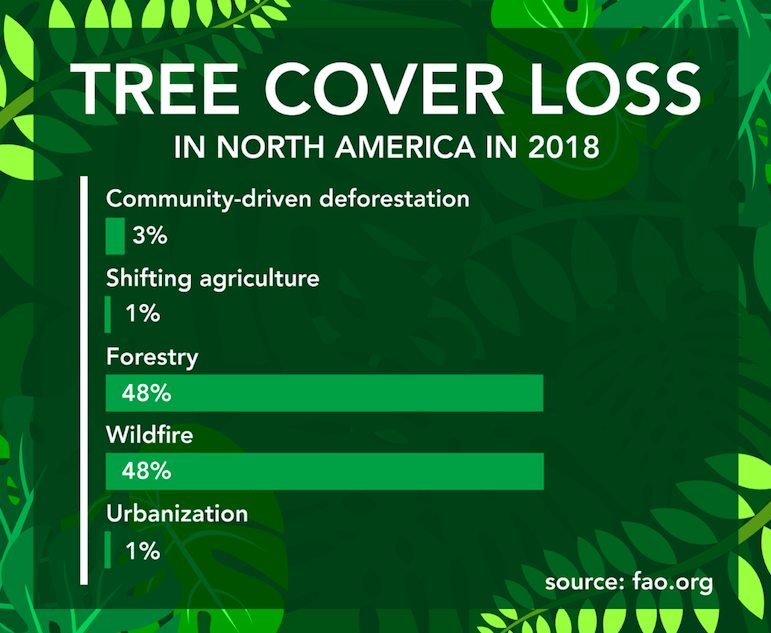 Deforestation causing danger to animals, humans at fault